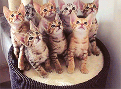 Puppies & Kittens Calendar for #KittenDay