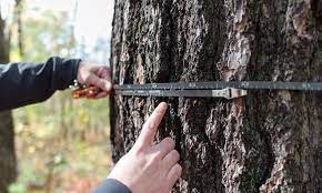 Using Diameter Tape Measures On A Tree